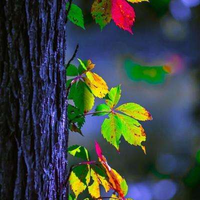 cq9电子游戏appapp下载